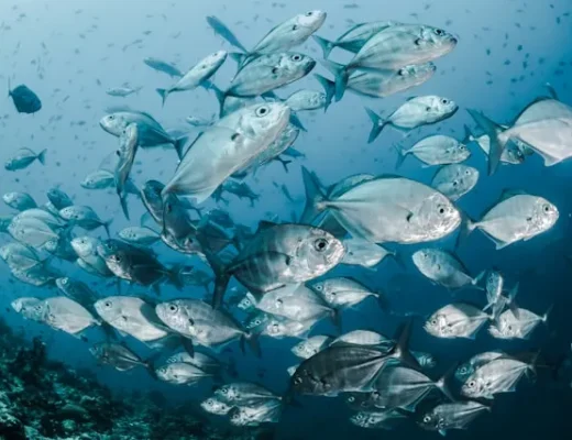 Foto von Sebastian Pena Lambarri auf Unsplash