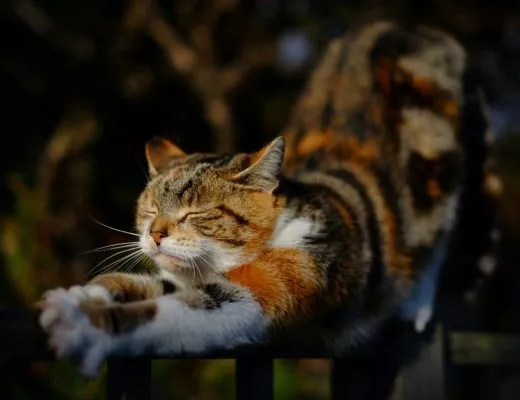teuerste katze der welt ashera 520x400 - Ashera: Teuerste Katze der Welt