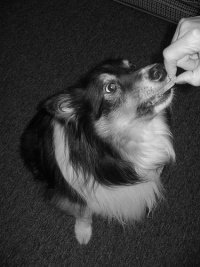 Hund by flickr, Just Jefa cc by flickr/ Just Jefa