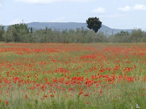 cc by wikimedia/ Jürgen Kofler