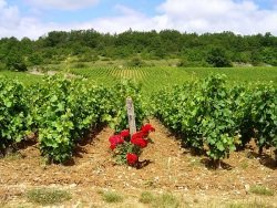 Weinbau Quelle wikimeida Quelle: wikimeida