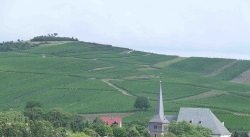 Weinberg cc by wikimedia/ Kandschwar cc by wikimedia/ Kandschwar