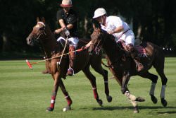 Polo by wikimedia/ Dee.lite cc by wikimedia/ Dee.lite