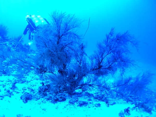 Korallenriff Quelle Wikimedia - Malediven: Korallenriff zum Verschenken