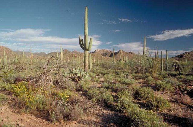 Saguaro Quelle Wikimedia - Saguaro Nationalpark in Arizona: US-Luxus in der Wüste