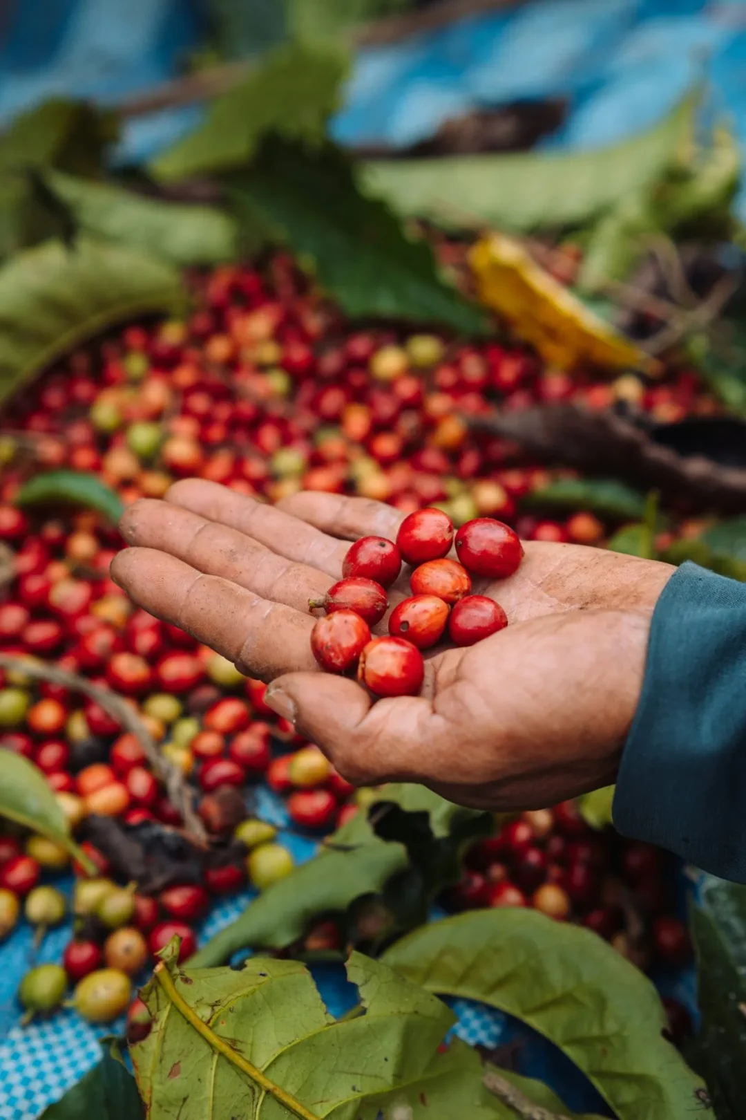 Hand hält frisch geerntete rote Kaffeekirschen