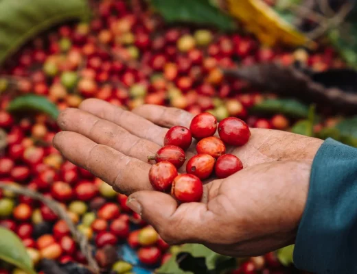 Hand hält frisch geerntete rote Kaffeekirschen