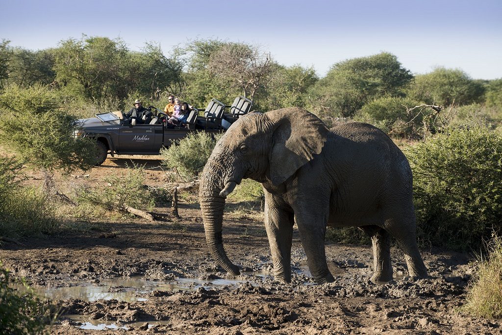 safari 021235 - Luxusreisen mit Kindern