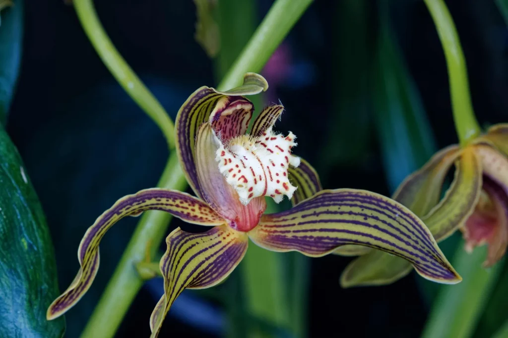 Rothschild-Orchidee (Paphiopedilum rothschildianum) mit gestreiften Blütenblättern in Nahaufnahme