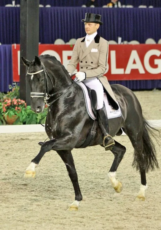 Totilas, lackschwarzer KWPN-Hengst, in einer Dressurprüfung in der Halle, geritten im Turnierviereck.