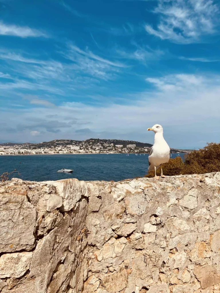 Cote d’Azur Hotspots: Möwe auf den Îles de Lérins mit Panorama-Blick auf Cannes und das Mittelmeer