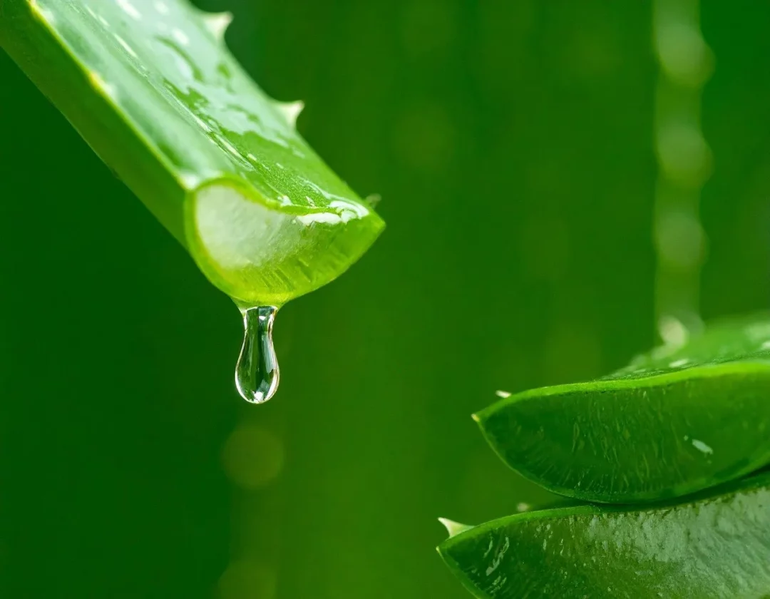 Aloe Vera Blatt mit frischem Gel – natürliche Feuchtigkeit und Pflege.