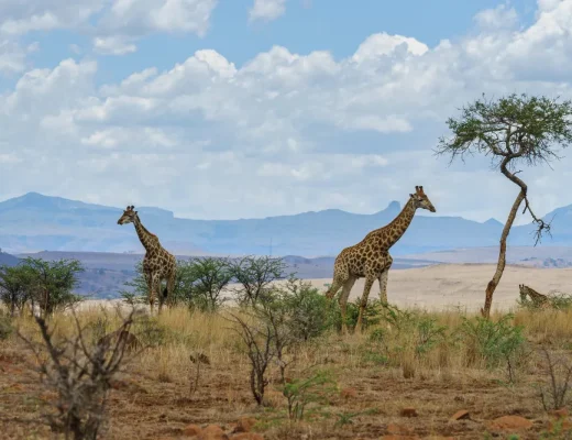 Safari-Landscape mit zwei Giraffen in der Savanne