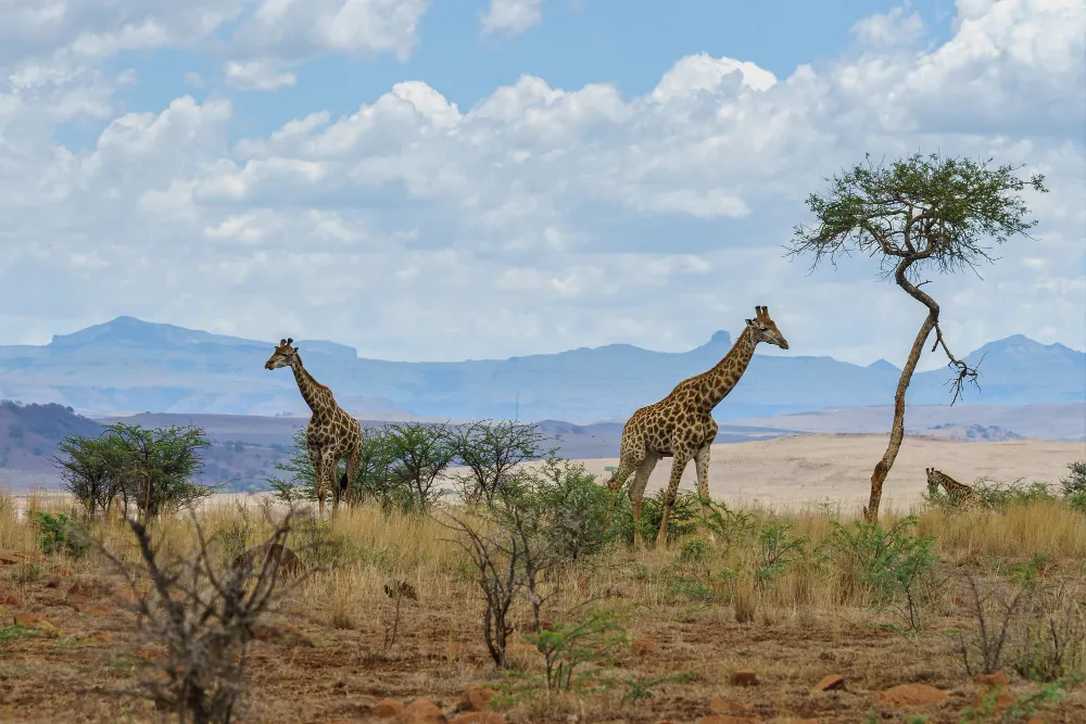 Safari-Landscape mit zwei Giraffen in der Savanne